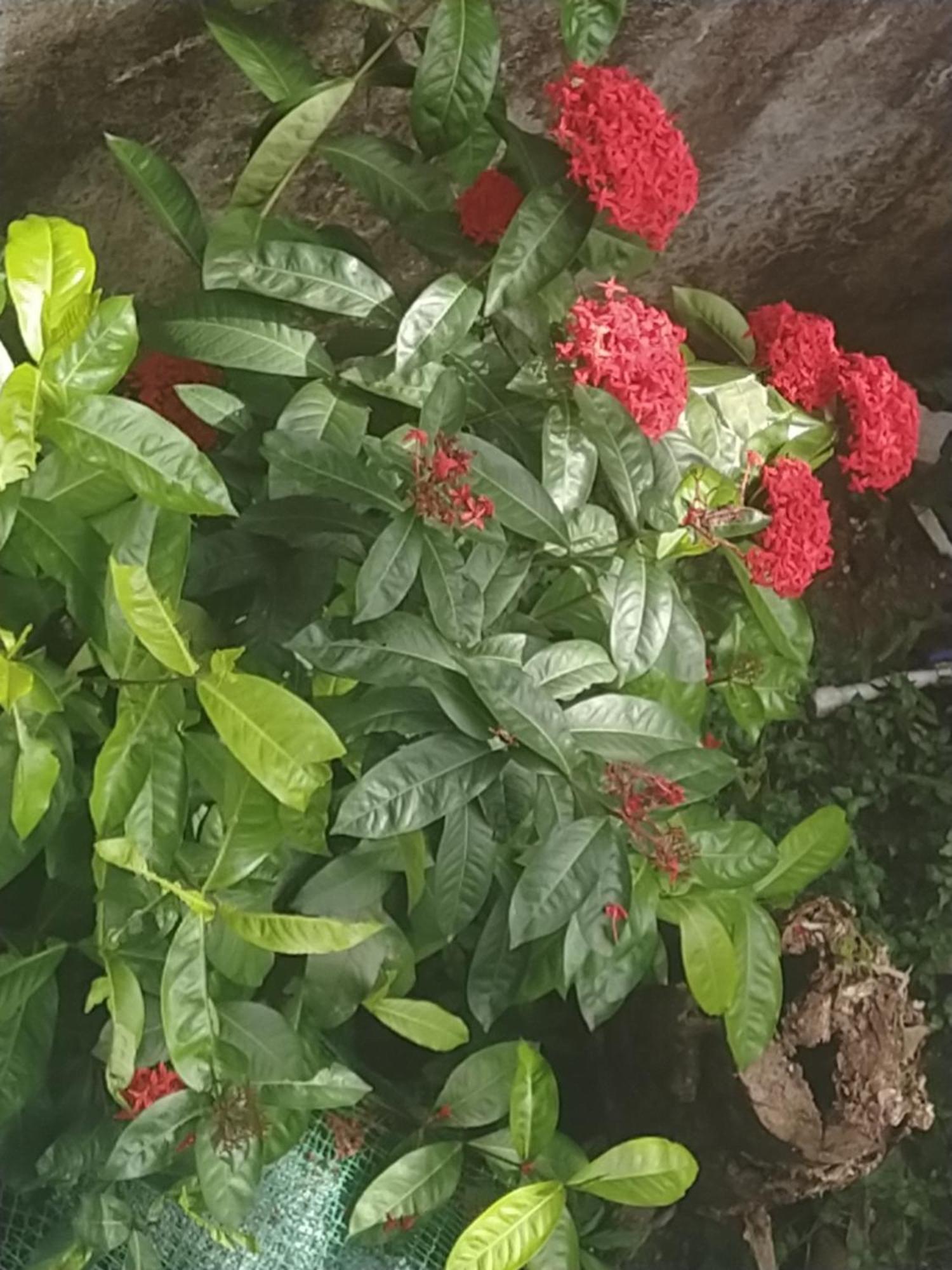 Paradise Inn Guest House Alappuzha Exterior photo